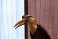 Knobbed hornbill bird Rhyticeros cassidix