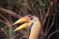 Knobbed hornbill bird Rhyticeros cassidix