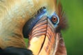 Knobbed hornbill detail