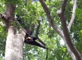 Knobbed Hornbill male