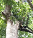 Knobbed Hornbill male