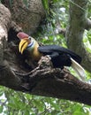 Knobbed Hornbill male