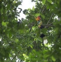 Knobbed Hornbill male