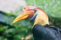 Knobbed hornbill