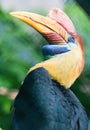 Knobbed hornbill in natural environment