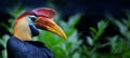 the knobbed hornbill (Rhyticeros cassidix) close up