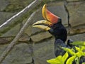 Knobbed hornbill, Rhyticeros cassidix, is one of the most beautiful hornbills