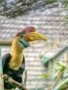 Knobbed Hornbill, Rhyticeros cassidix, is probably the most beautiful hornbill