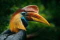 Knobbed Hornbill, Rhyticeros cassidix, from Sulawesi, Indonesia. Rare exotic bird detail eye portrait. Big red eye. Beautiful jung