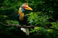 Knobbed Hornbill, Rhyticeros cassidix, from Sulawesi, Indonesia. Rare exotic bird detail eye portrait. Big red eye. Beautiful jung Royalty Free Stock Photo