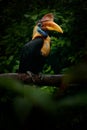 Knobbed Hornbill, Rhyticeros cassidix, from Sulawesi, Indonesia. Rare exotic bird detail eye portrait. Big red eye. Beautiful jung Royalty Free Stock Photo