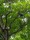 Knobbed hornbill, Rhyticeros cassidix. Tangkoko reserve, North Sulawesi