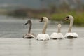 Knobbelzwaan, Mute Swan, Cygnus olor Royalty Free Stock Photo