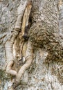 Knobby bark of an old tree Royalty Free Stock Photo