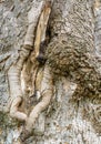 Knobby bark of an old tree