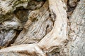 Knobby bark of an old tree