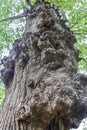 Knobby bark stands out on tall and old hardwood tree