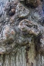 Knobby bark stands out on very old hardwood tree Royalty Free Stock Photo