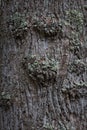 Knobby furrowed tree bark on a tree trunk