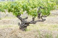 Knobby Grapevine, old grapevine in Barossa Valley, Australia Royalty Free Stock Photo