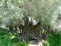 Knobby hollow trunk of an ancient olive tree, the national tree of Israel