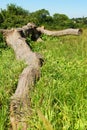 Knobby tree log Royalty Free Stock Photo