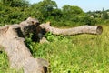 Knobby tree log Royalty Free Stock Photo