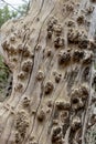 Knobby tree trunk close up