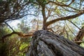 Knobby tree trunk closeup with canopy in the background. Royalty Free Stock Photo