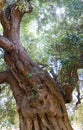 Knobby trunk of an olive tree Royalty Free Stock Photo