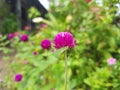 Knobs or button flowers or ratna flowers & x28;Gomphrena globosa& x29; are annuals