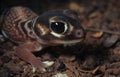 Knobtail gecko Royalty Free Stock Photo