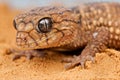 Knobtail gecko Royalty Free Stock Photo