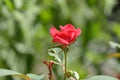 Knock out Rose on a bush. Royalty Free Stock Photo