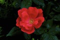 Knockout Rose 822725