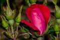 Knockout Rose Flower Bud Shadow