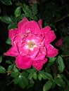 Knockout rose