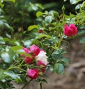 Pink fuschia variegated Knockout roses and buds