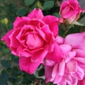 Knockout roses pink