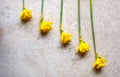 Knolling daffodils St Davids day wales