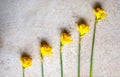 Knolling daffodils St Davids day wales