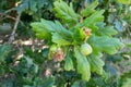 Gall wasp damage to acorns on an english Oak tree