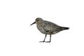 Knot, Calidris canutus