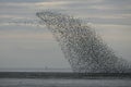 Knot, Calidris canutus