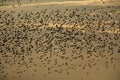 Knot, Calidris canutus