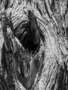 Knot of old dry tree Royalty Free Stock Photo