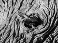 Knot of old dry tree Royalty Free Stock Photo