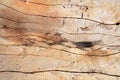 Knot wood Background