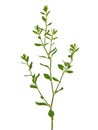 Knotgrass plant, Polygonum aviculare Royalty Free Stock Photo