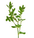 Knotgrass plant, Polygonum aviculare Royalty Free Stock Photo